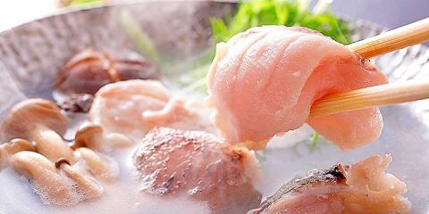 幻の高級魚！クエ鍋（よか魚ドットコム）